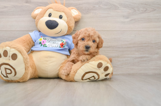 Friendly Maltipoo Baby