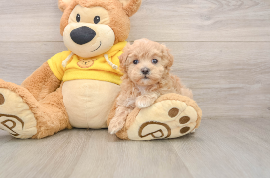 Maltipoo Puppy for Adoption