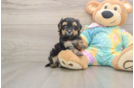 Maltipoo Pup Being Cute