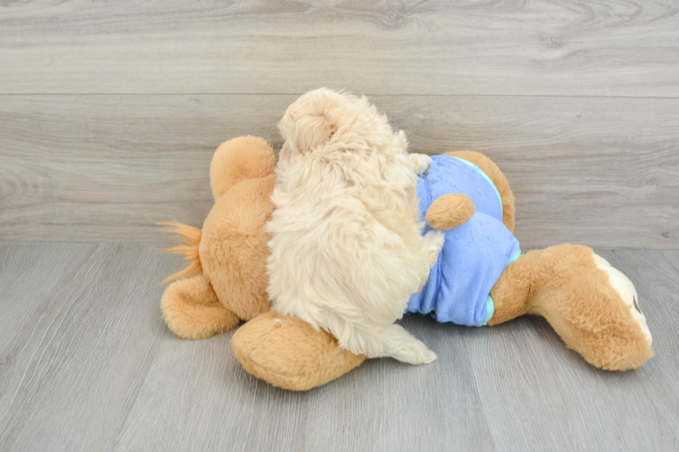 Best Maltipoo Baby