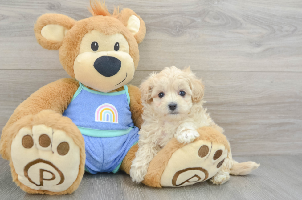 6 week old Maltipoo Puppy For Sale - Seaside Pups