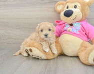 8 week old Maltipoo Puppy For Sale - Seaside Pups