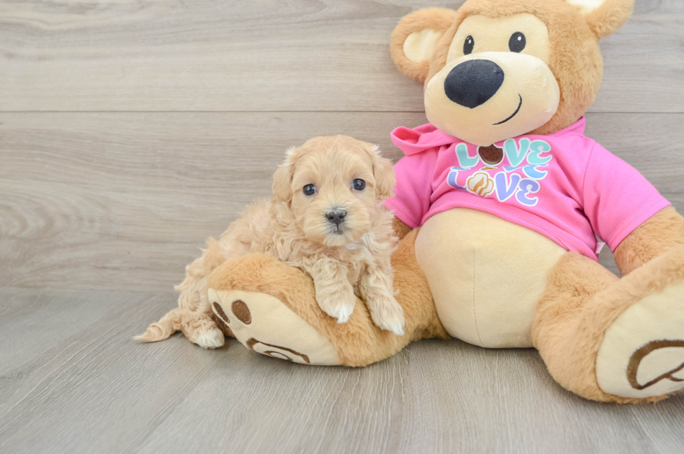 6 week old Maltipoo Puppy For Sale - Seaside Pups
