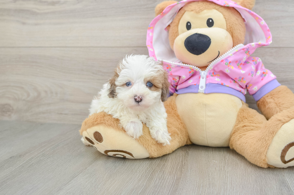 6 week old Maltipoo Puppy For Sale - Seaside Pups
