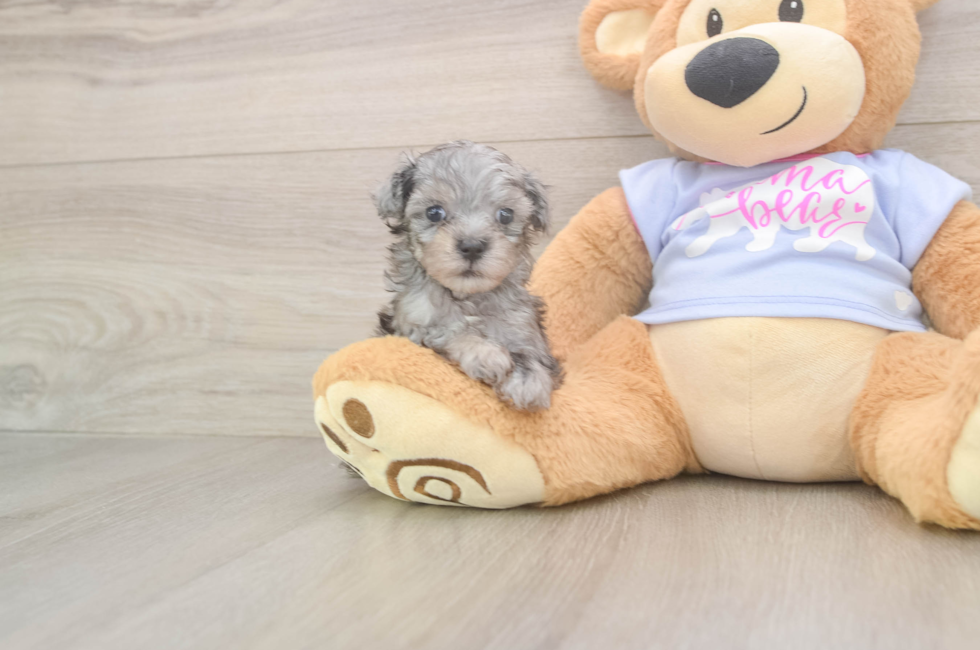 5 week old Maltipoo Puppy For Sale - Seaside Pups