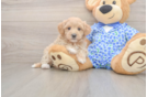 Funny Maltipoo Poodle Mix Pup