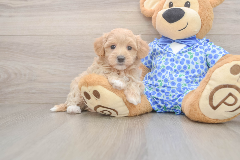 Funny Maltipoo Poodle Mix Pup