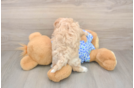 Best Maltipoo Baby