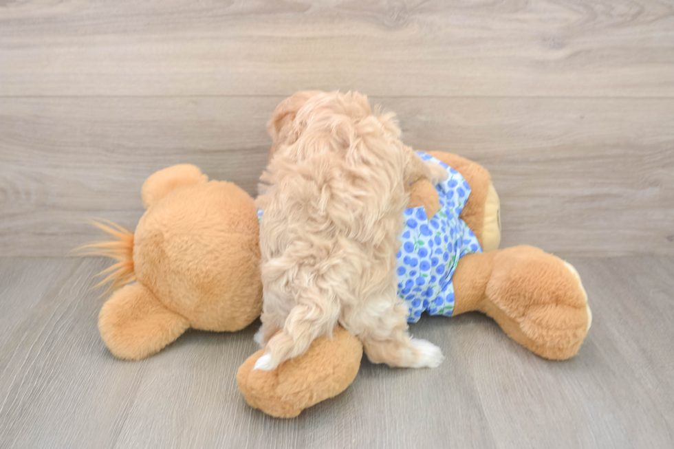 Best Maltipoo Baby
