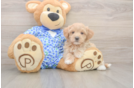 Maltipoo Puppy for Adoption