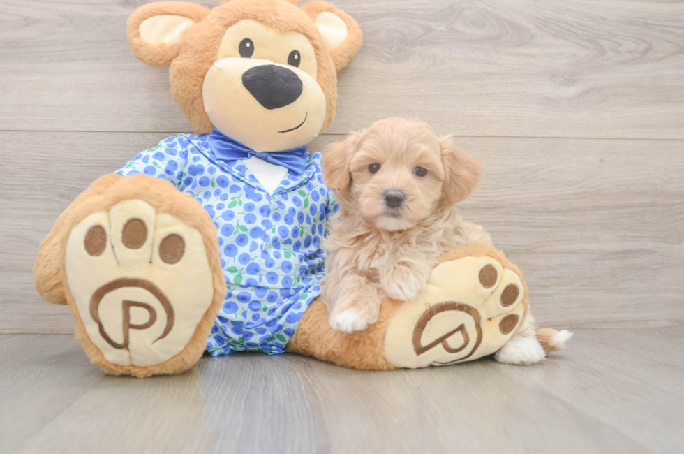 5 week old Maltipoo Puppy For Sale - Seaside Pups