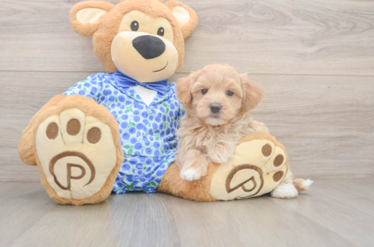 Maltipoo Puppy for Adoption