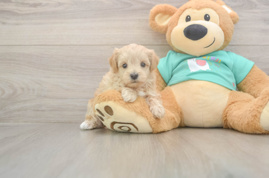 5 week old Maltipoo Puppy For Sale - Seaside Pups Best Maltipoo Baby