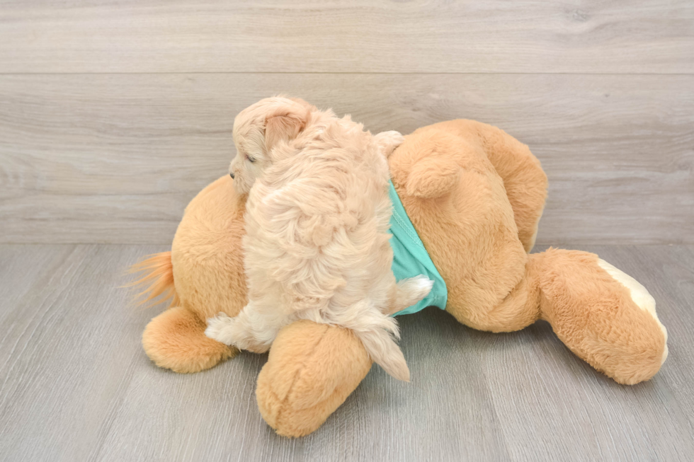 Adorable Moodle Poodle Mix Puppy