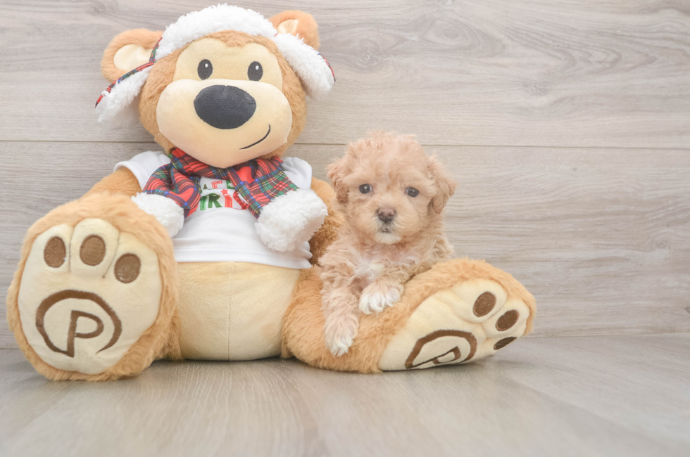 5 week old Maltipoo Puppy For Sale - Seaside Pups