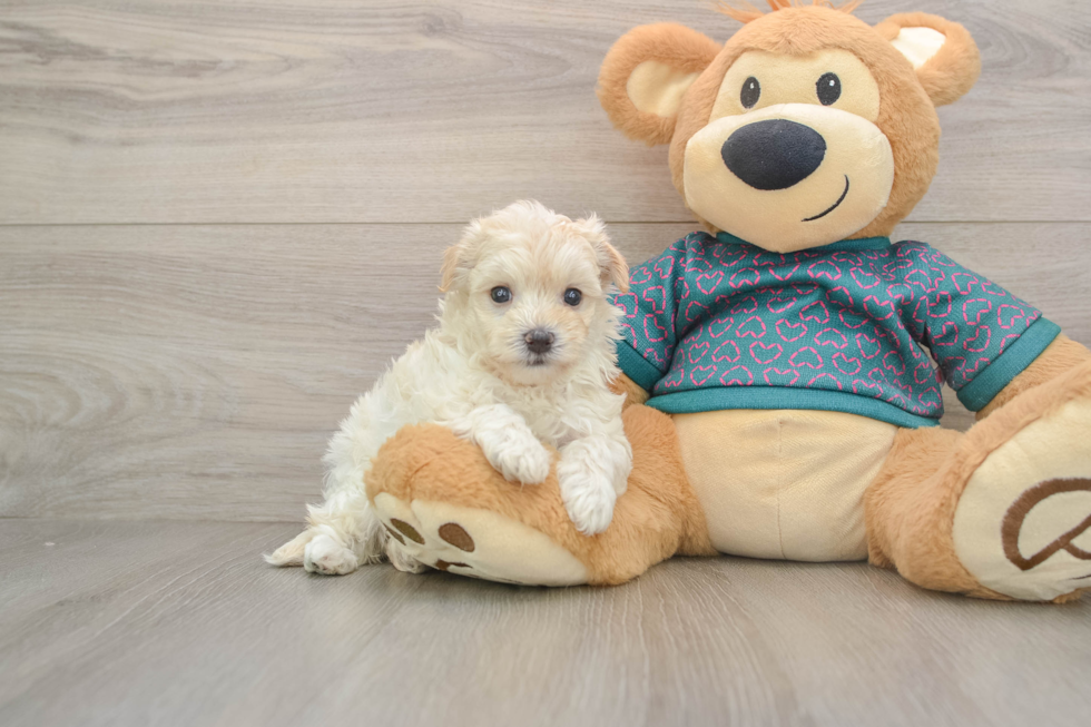 Playful Maltese Poodle Poodle Mix Puppy