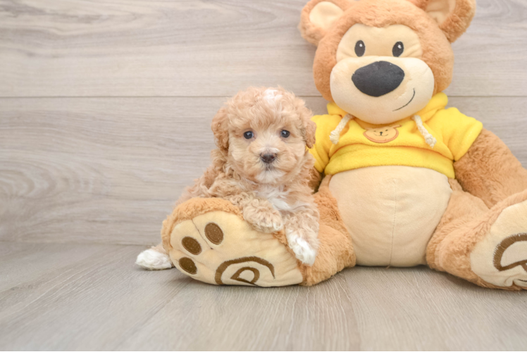 Maltipoo Puppy for Adoption