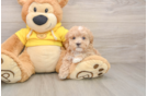 Smart Maltipoo Poodle Mix Pup