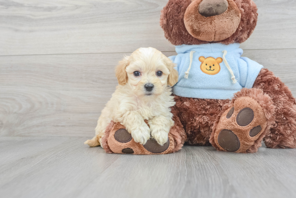 Adorable Maltese Poodle Poodle Mix Puppy