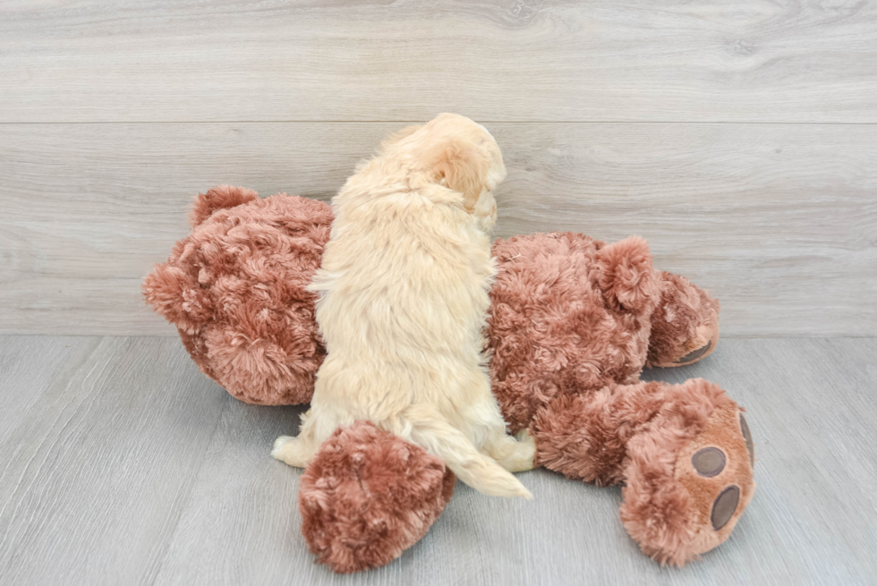 Energetic Maltepoo Poodle Mix Puppy