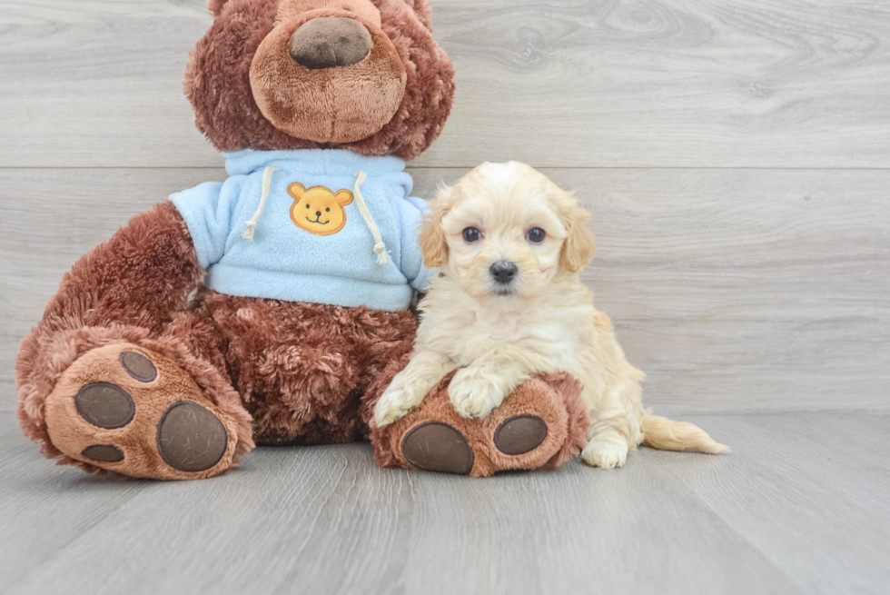 Fluffy Maltipoo Poodle Mix Pup