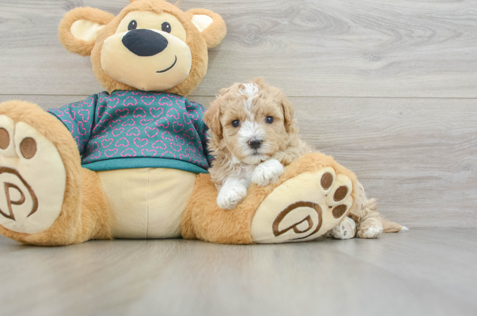 7 week old Maltipoo Puppy For Sale - Seaside Pups