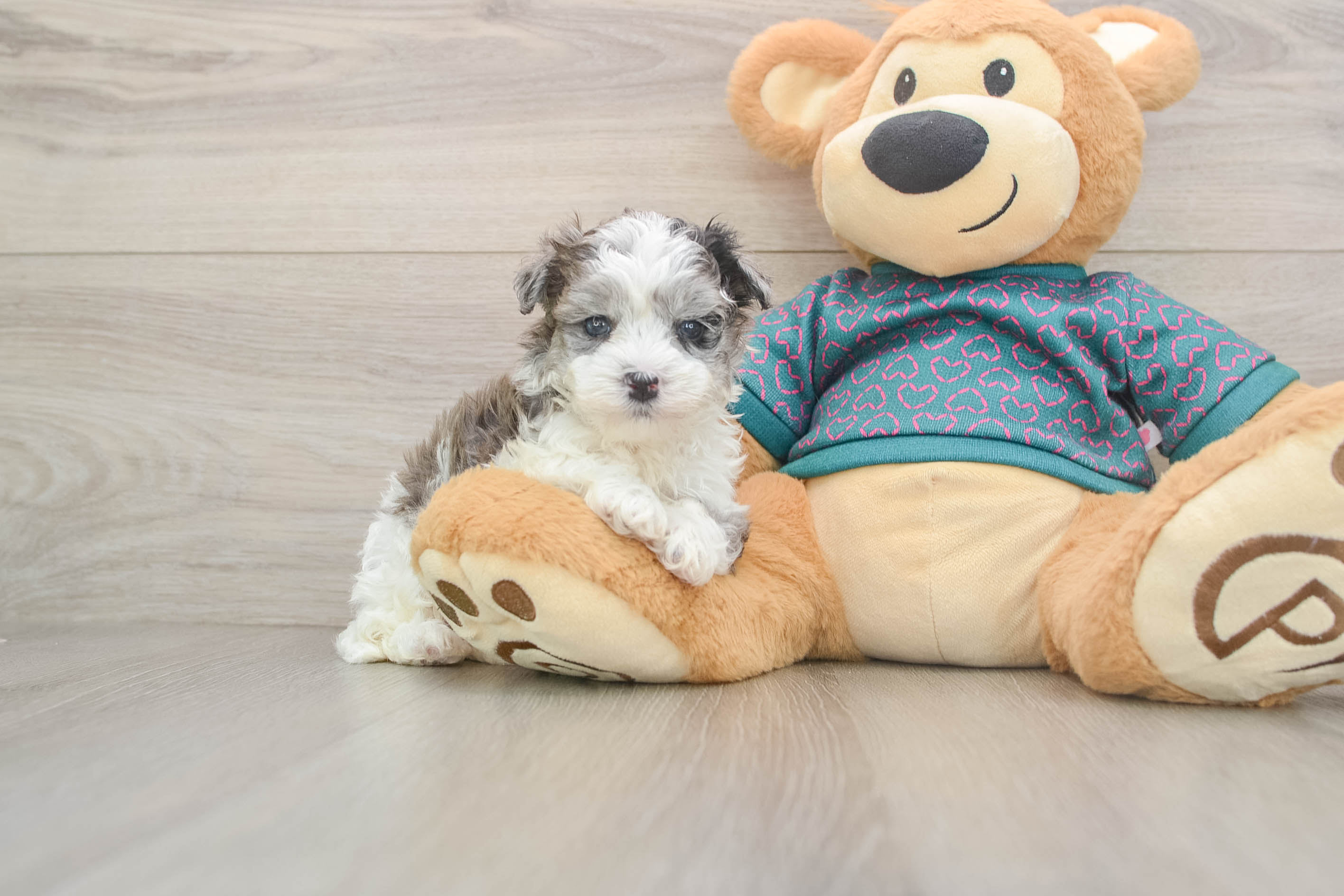 Maltipoo Puppy for Adoption