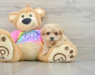 9 week old Maltipoo Puppy For Sale - Seaside Pups