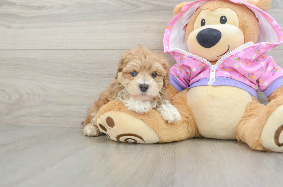 6 week old Maltipoo Puppy For Sale - Seaside Pups