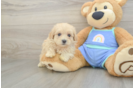 Maltipoo Puppy for Adoption