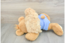 Best Maltipoo Baby