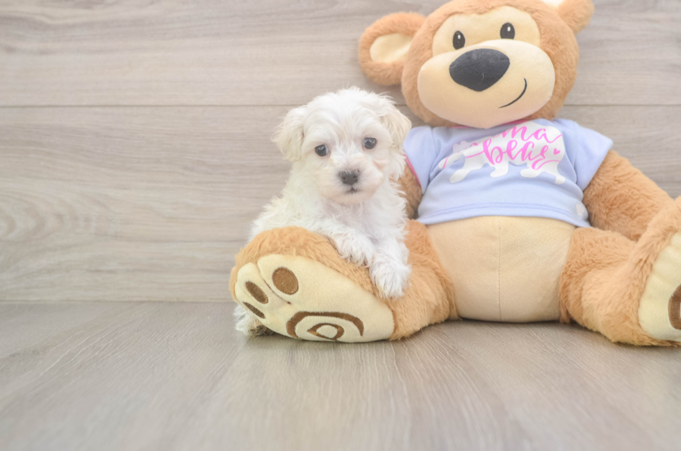 5 week old Maltipoo Puppy For Sale - Seaside Pups