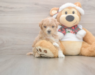 7 week old Maltipoo Puppy For Sale - Seaside Pups