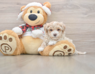 8 week old Maltipoo Puppy For Sale - Seaside Pups