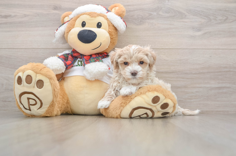 5 week old Maltipoo Puppy For Sale - Seaside Pups