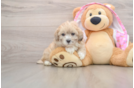Maltipoo Puppy for Adoption
