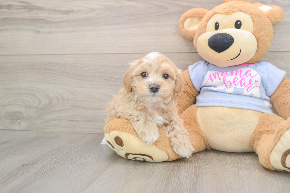Maltipoo Pup Being Cute