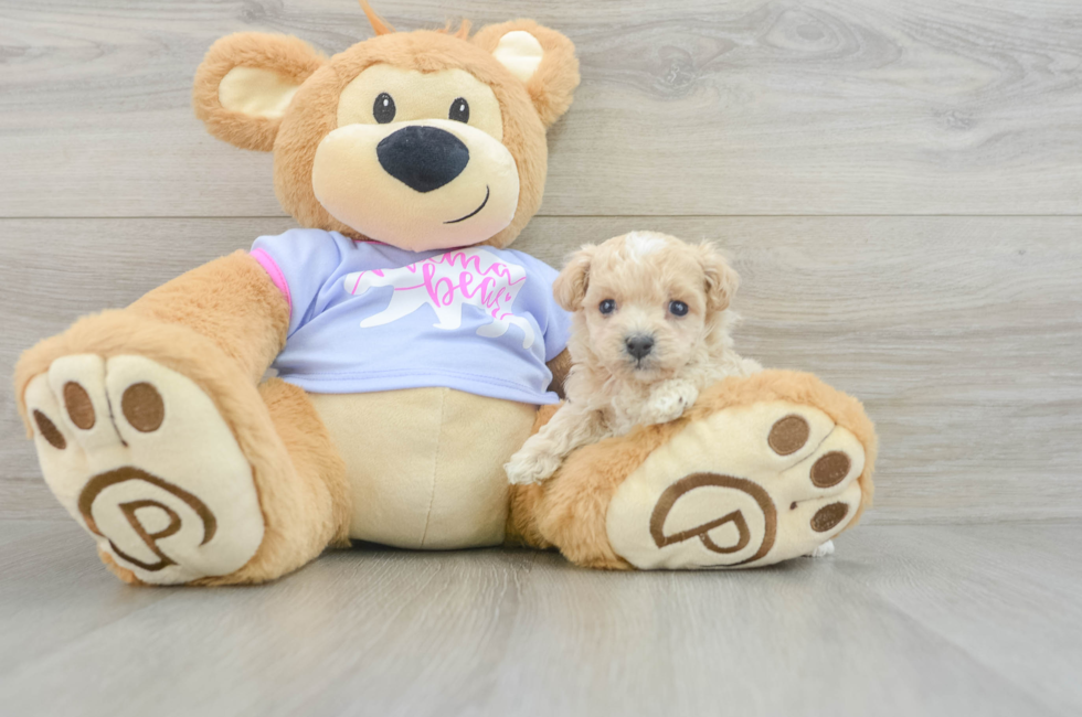 7 week old Maltipoo Puppy For Sale - Seaside Pups