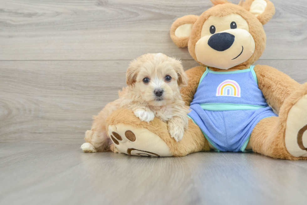 Hypoallergenic Maltidoodle Poodle Mix Puppy