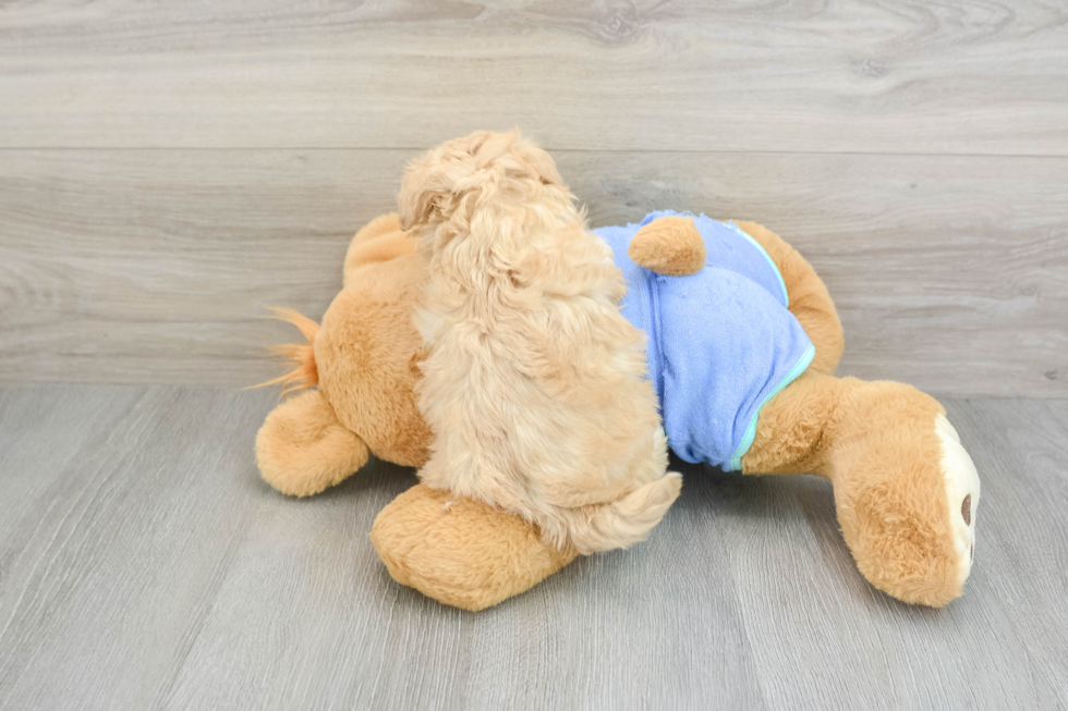 Cute Maltipoo Baby