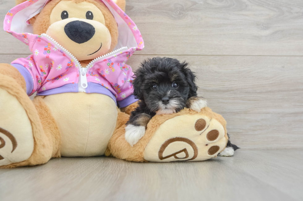 5 week old Maltipoo Puppy For Sale - Seaside Pups