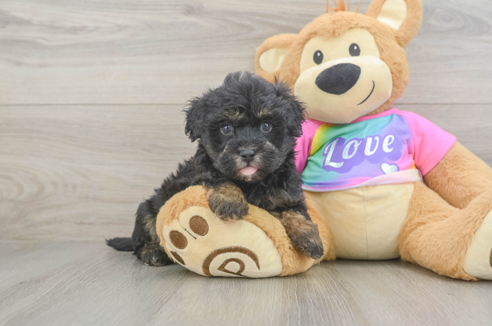 5 week old Maltipoo Puppy For Sale - Seaside Pups