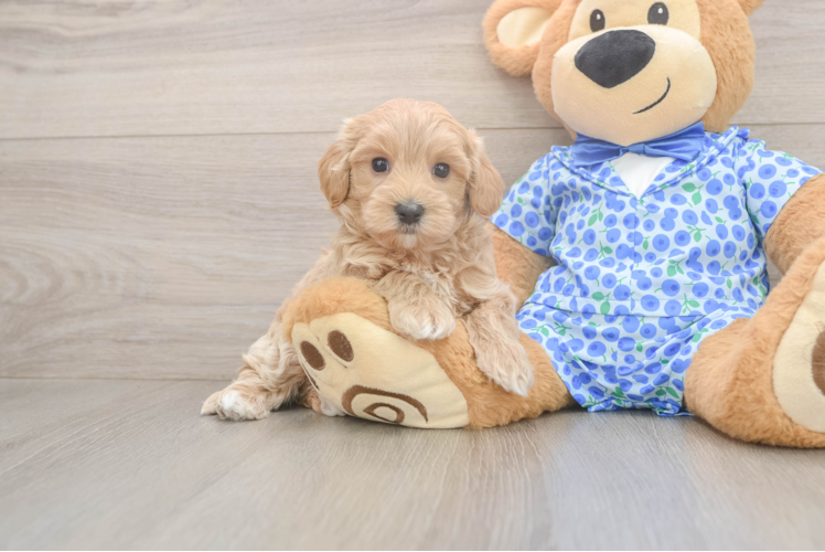 Maltipoo Puppy for Adoption