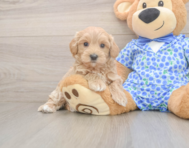 8 week old Maltipoo Puppy For Sale - Seaside Pups