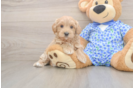 Maltipoo Puppy for Adoption