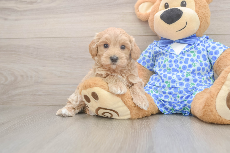 Maltipoo Puppy for Adoption