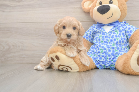 Maltipoo Puppy for Adoption