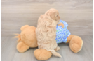 Adorable Malt Oodle Poodle Mix Puppy