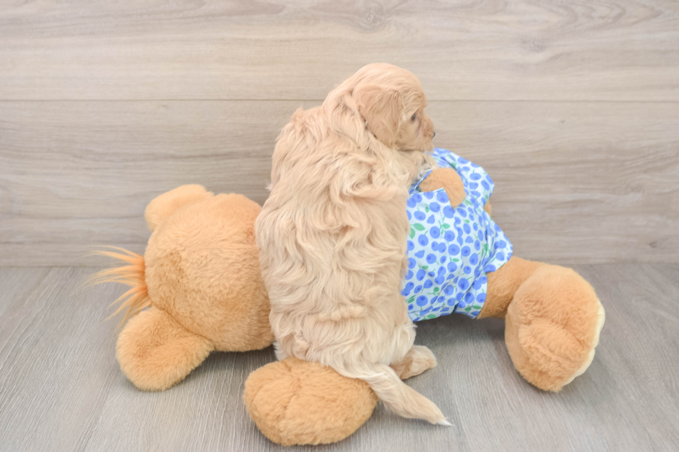 Adorable Malt Oodle Poodle Mix Puppy