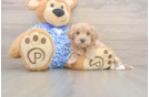 Cute Maltipoo Baby